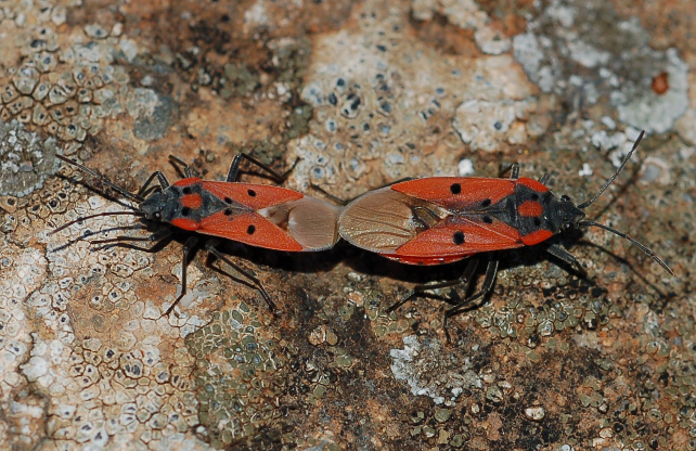 Lygaeus creticus in Sicilia